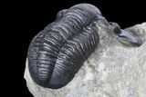 Detailed Gerastos Trilobite Fossil - Morocco #145762-2